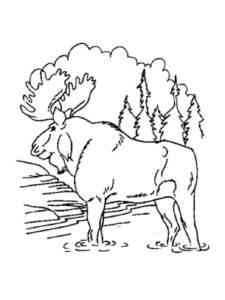 Wild Moose coloring page