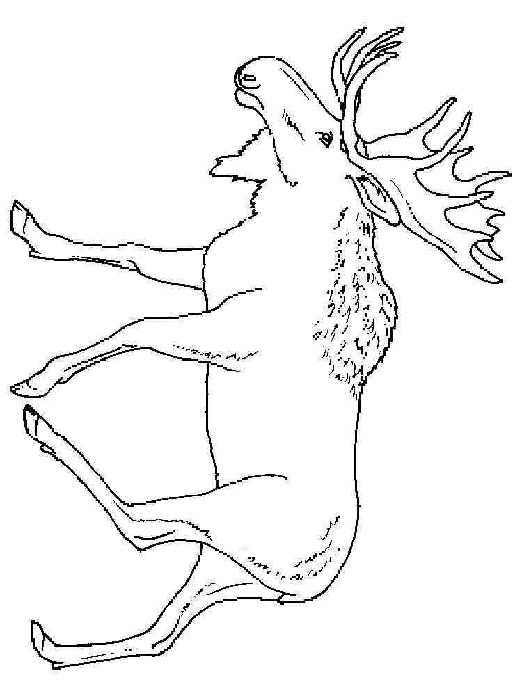 Walking Realistic Moose coloring page