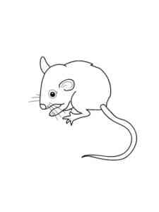 Realistic Mouse coloring page