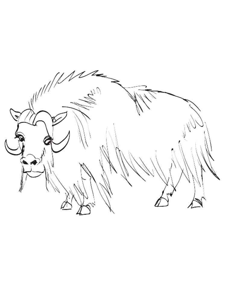 Wild Musk Ox coloring page