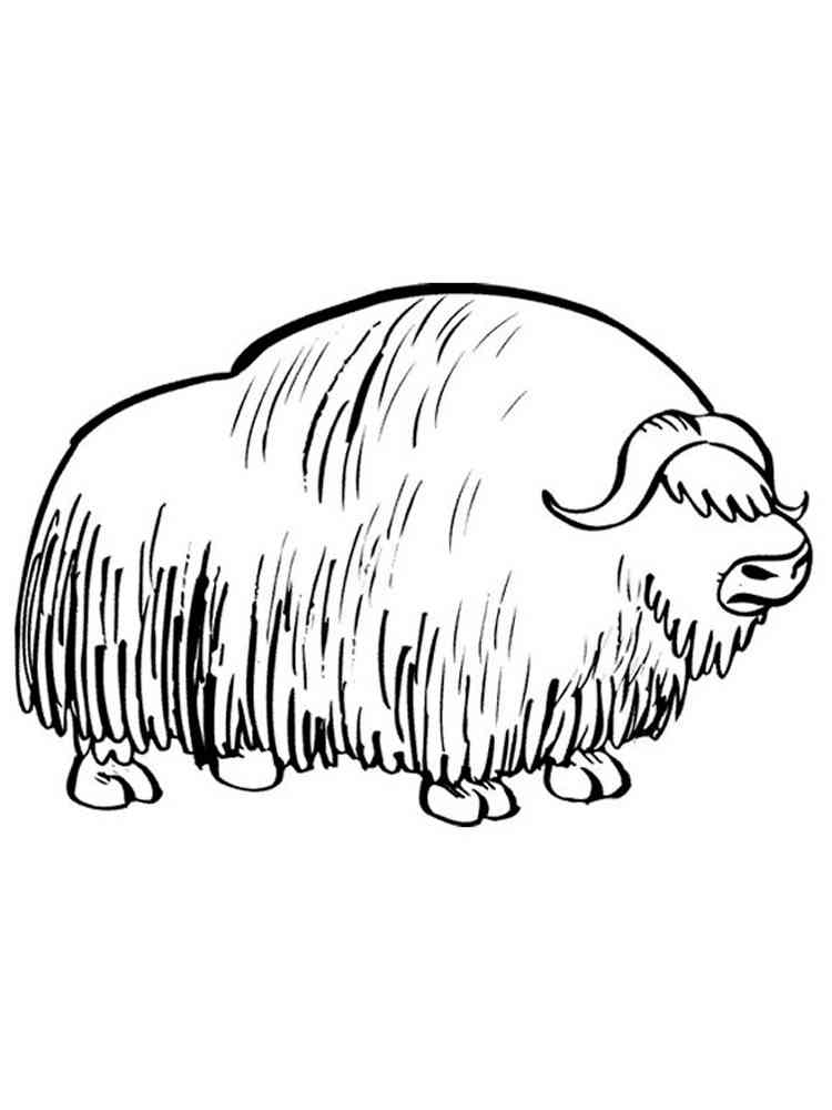 Easy Musk Ox coloring page
