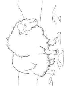 Walking Musk Ox coloring page