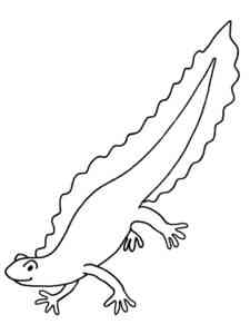 Palmate Newt coloring page