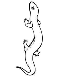 Smooth Newt coloring page