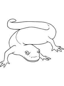 Spanish Ribbed Newt coloring page
