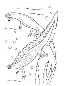 Two Newt coloring page
