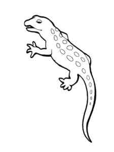Red Spotted Newt coloring page