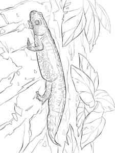 Alpine Newt coloring page