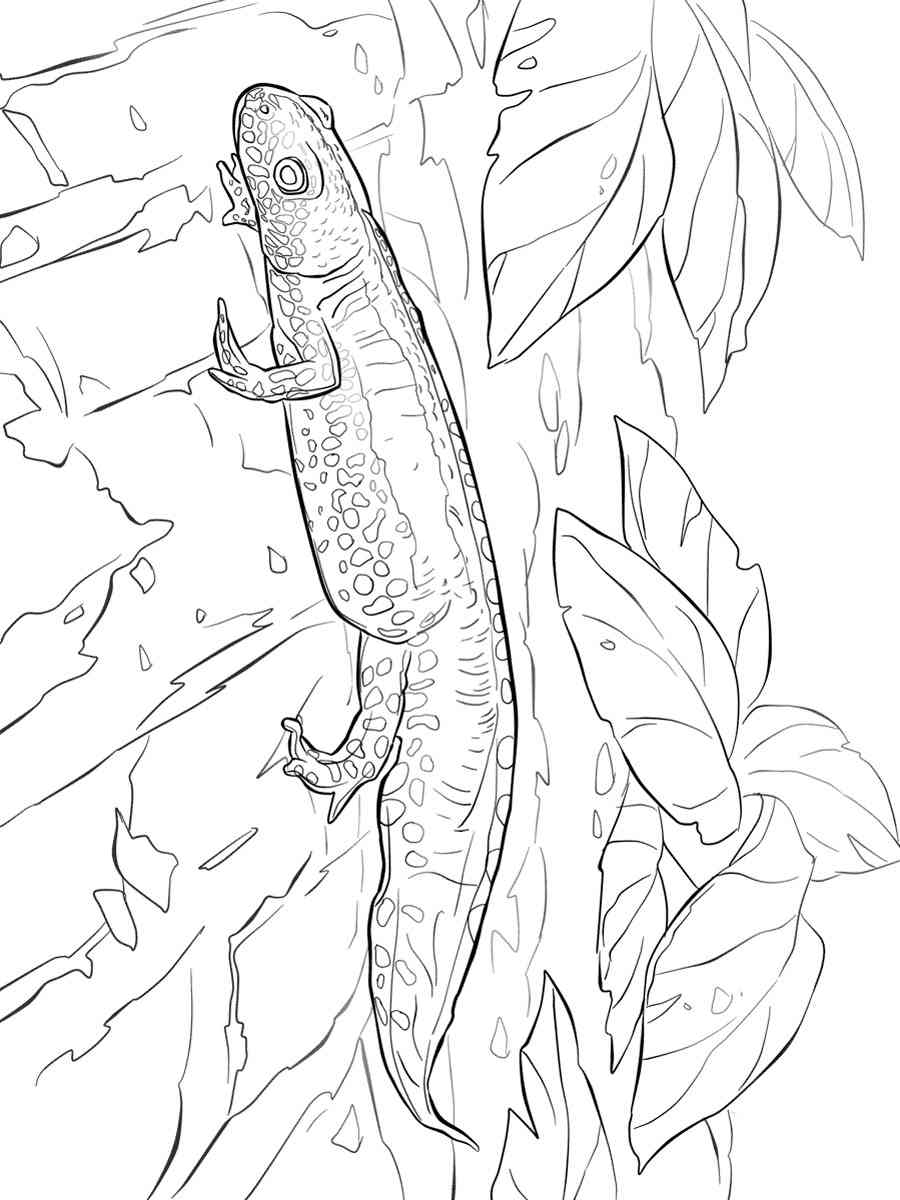 Alpine Newt coloring page