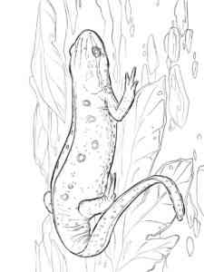 Eastern Red Spotted Newt coloring page