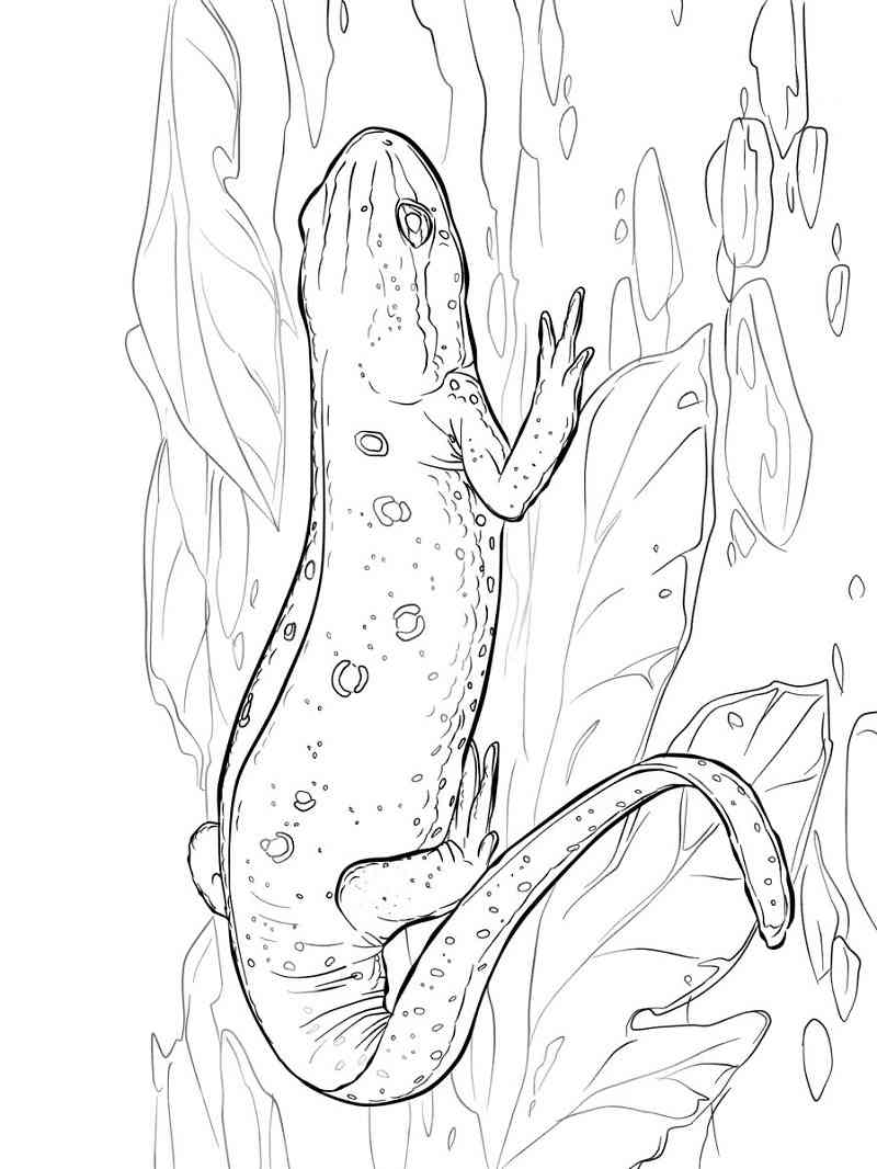 Eastern Red Spotted Newt coloring page
