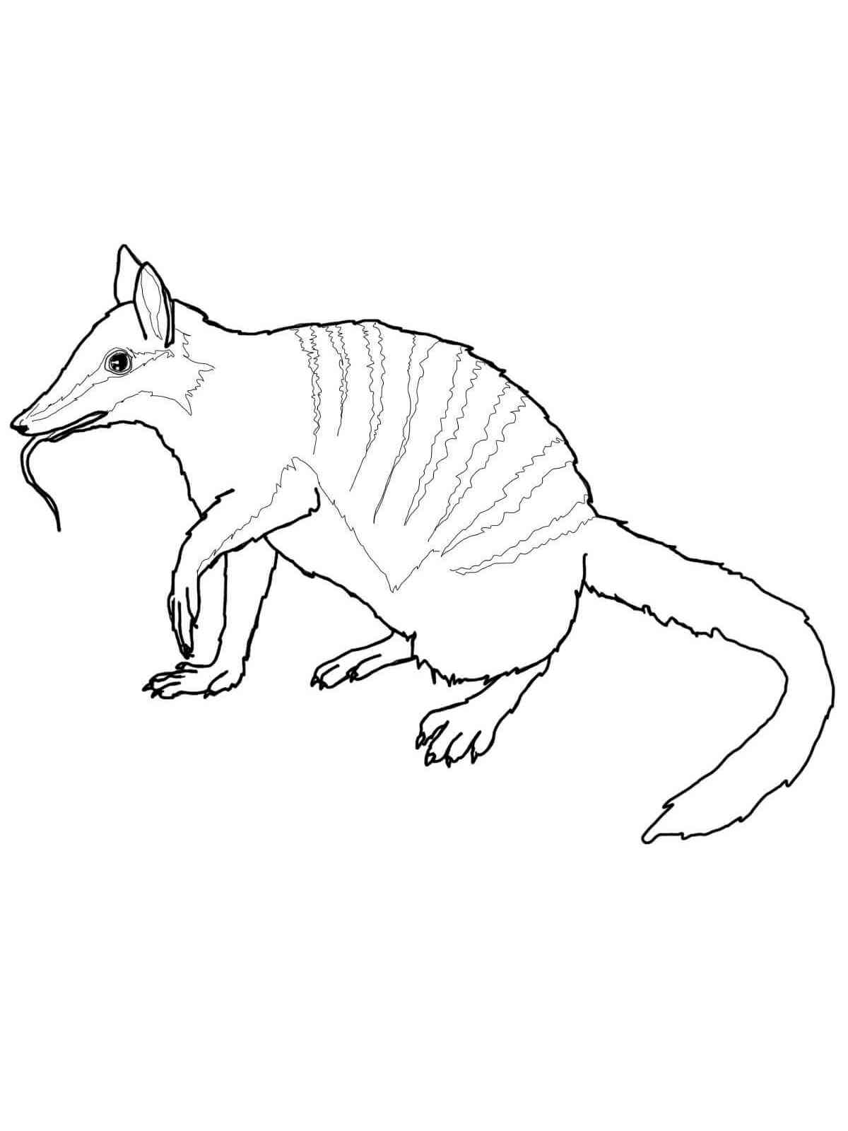 Easy Realistic Numbat coloring page
