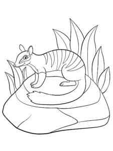 Numbat on stone coloring page