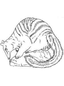 Realistic Numbat coloring page