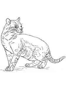 Wild Ocelot coloring page