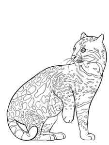 Simple Ocelot coloring page