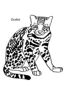Ocelot WildCat coloring page