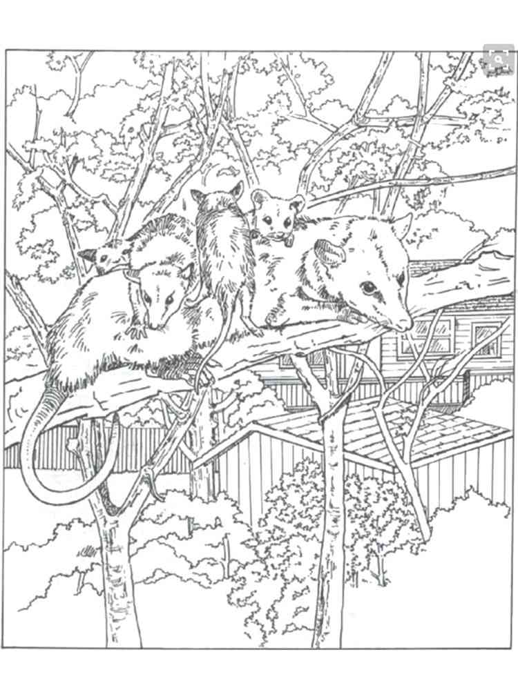Opossum with cubs in a tree coloring page
