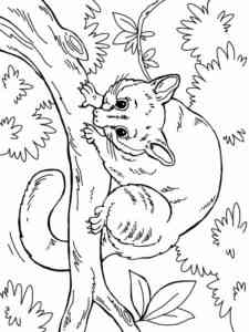 Opossum on the branch coloring page