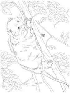 Virginia Opossum on the tree coloring page