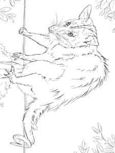White-eared Opossum coloring page