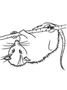Simple Opossum coloring page