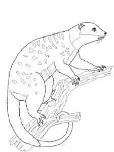 Opossum on a tree branch coloring page