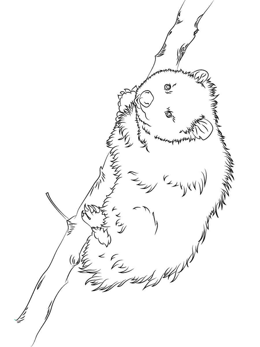 Realistic Opossum coloring page