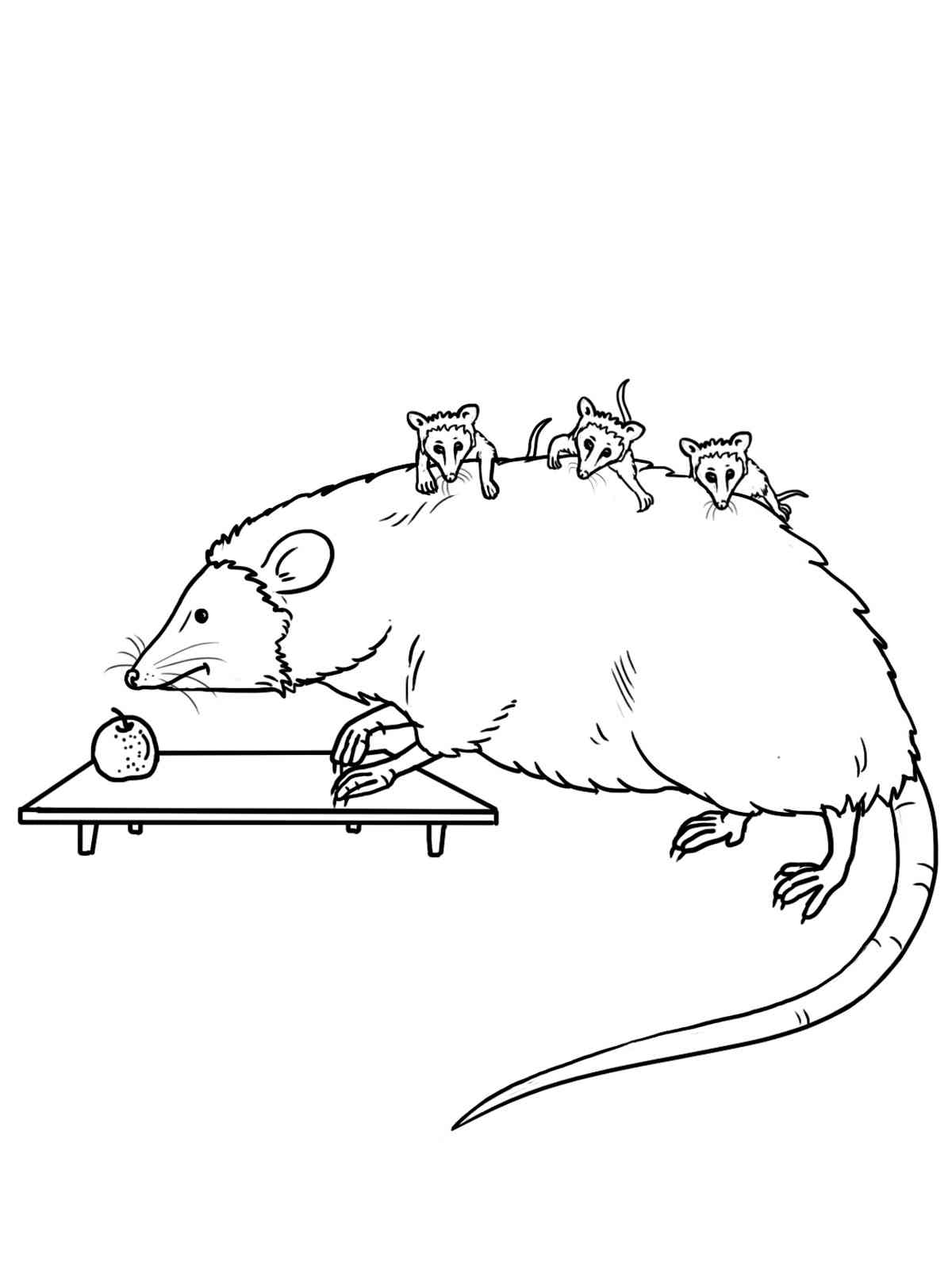 Opossum with cubs on his back coloring page