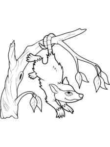 Opossum hangs from a tree coloring page