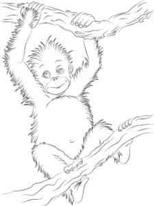 Little Orangutan coloring page