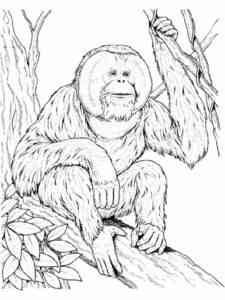 Funny Orangutan coloring page
