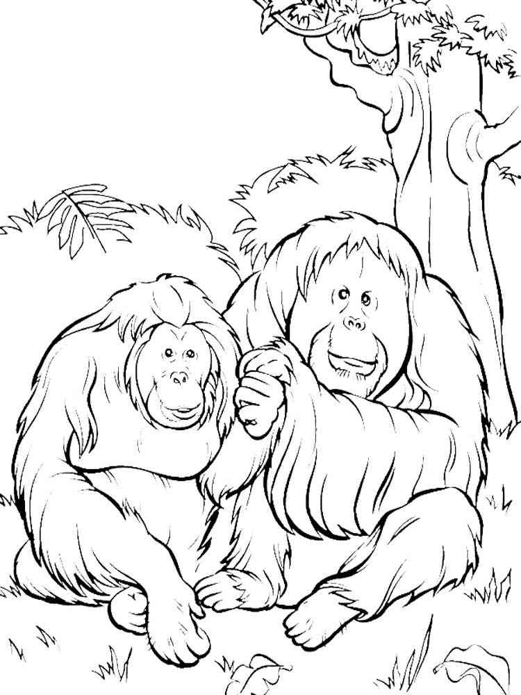 Two Orangutans coloring page