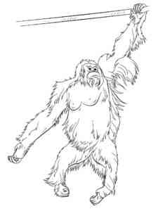 Tapanuli Orangutan coloring page