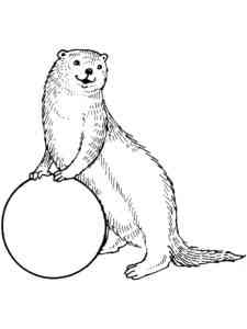 Otter with a ball coloring page