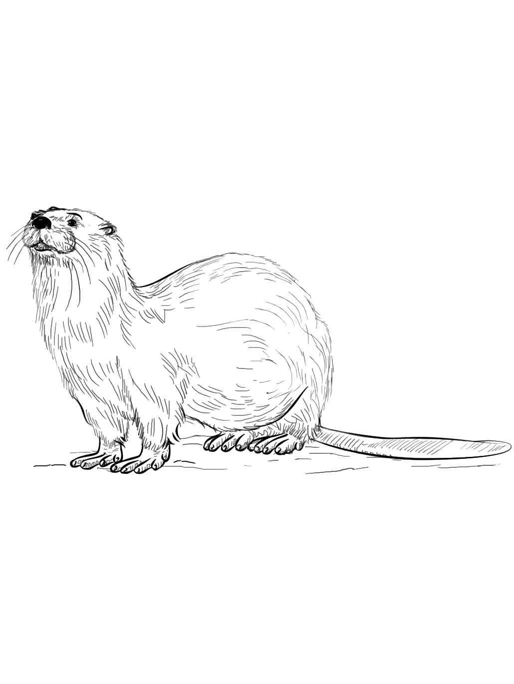 River Otter coloring page