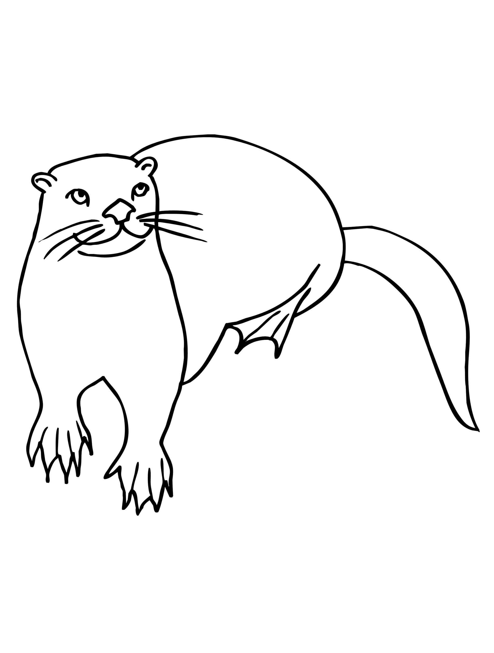 African Clawless Otter coloring page