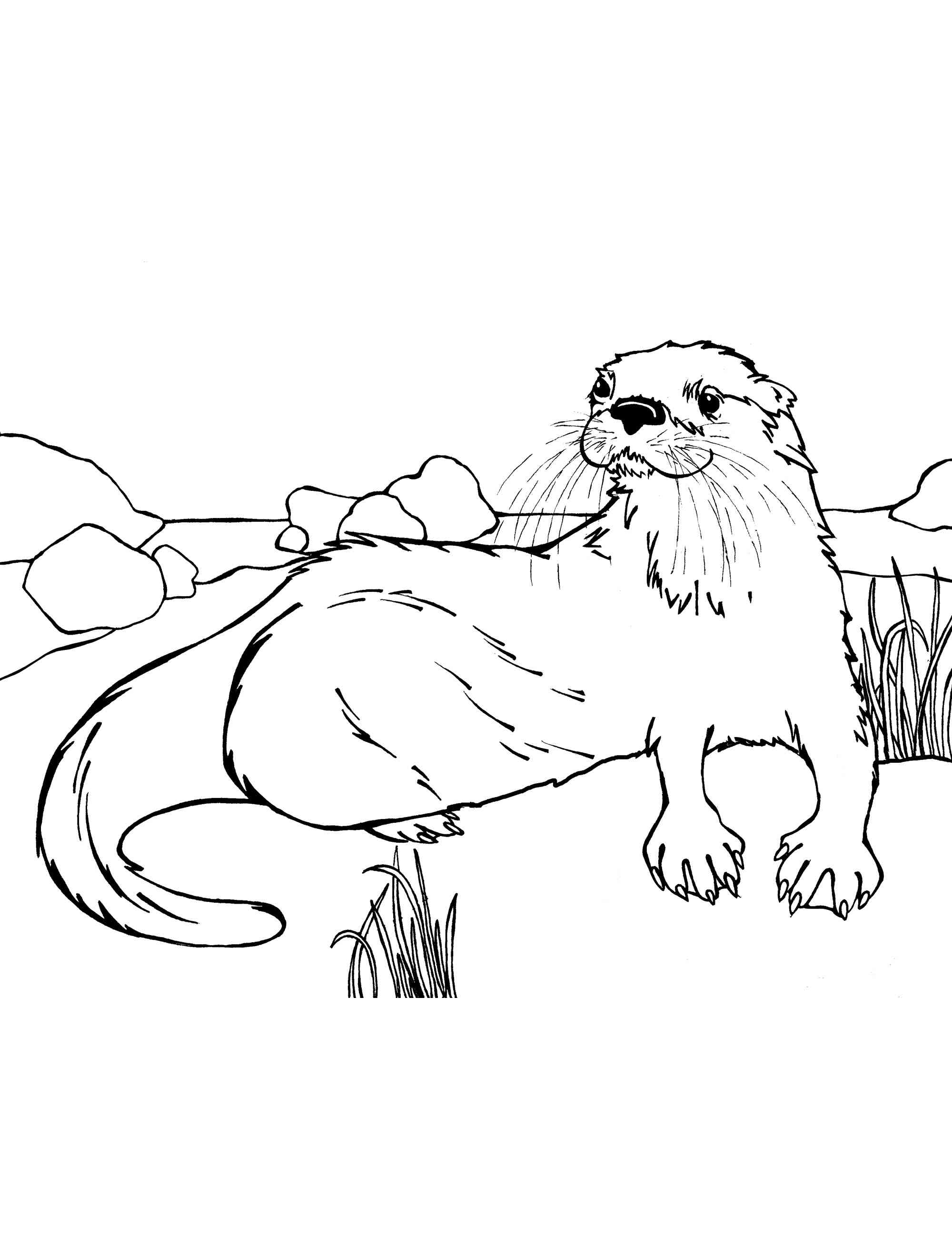 Sea Otter coloring page