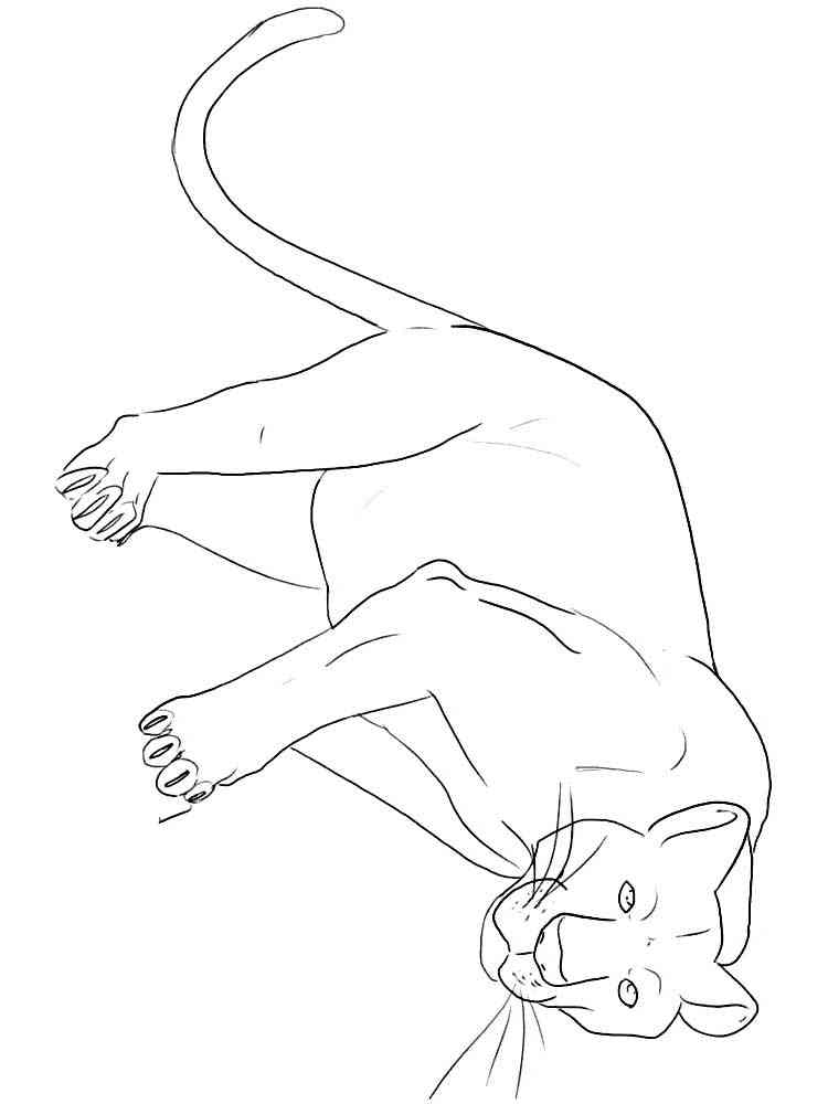 Graceful Panther coloring page