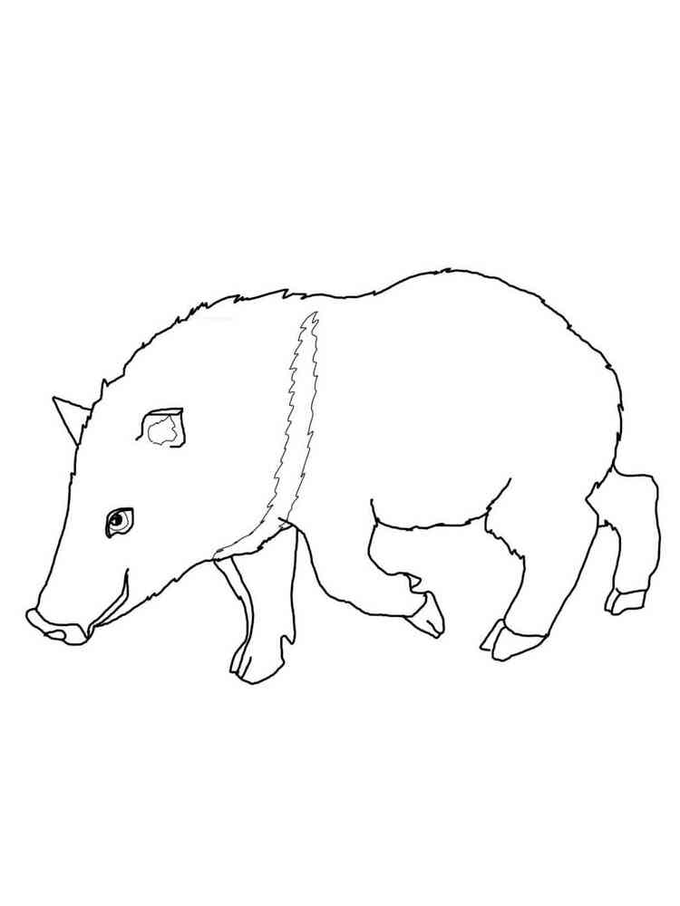 Simple Peccary coloring page
