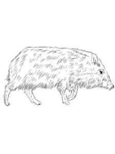 Peccary Wild Pig coloring page