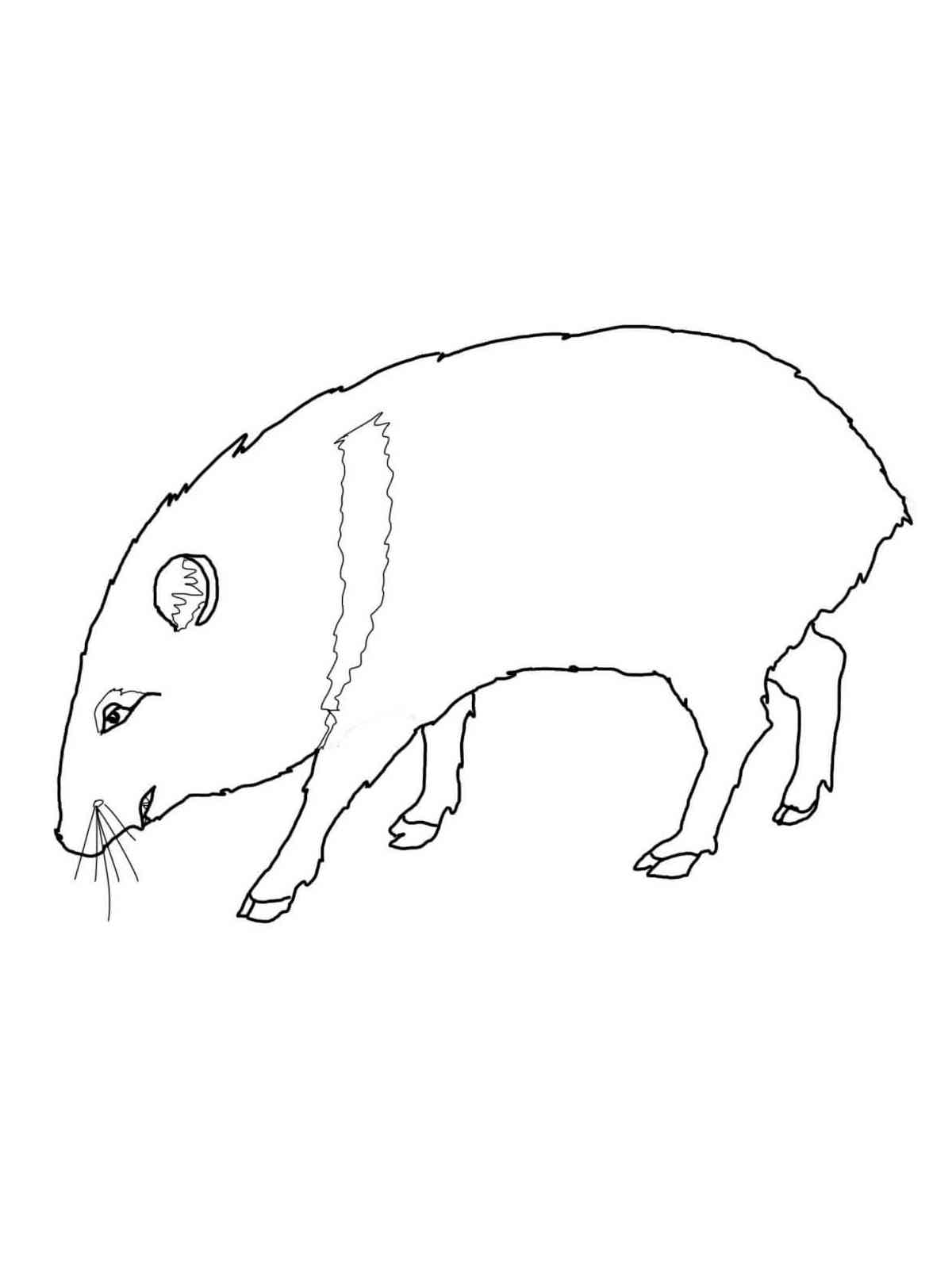Easy Peccary coloring page