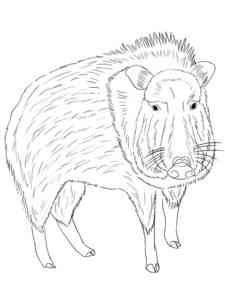 Realistic Peccary coloring page