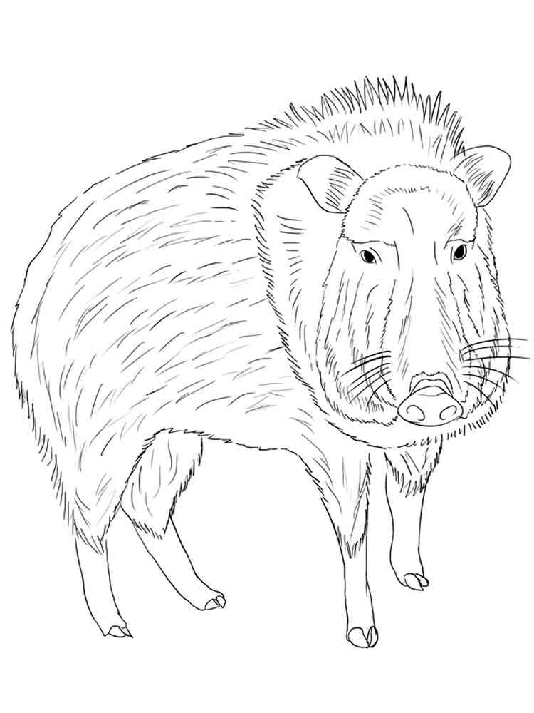 Realistic Peccary coloring page
