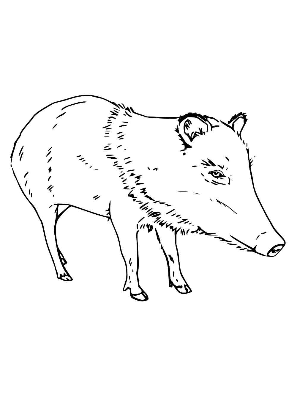 Collared Peccary coloring page