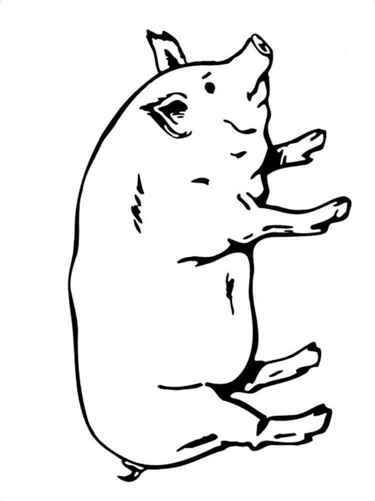 Realistic Pig coloring page