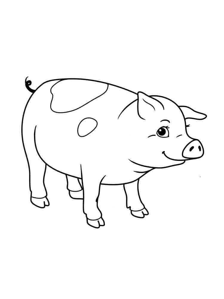 Domestic Pig coloring page