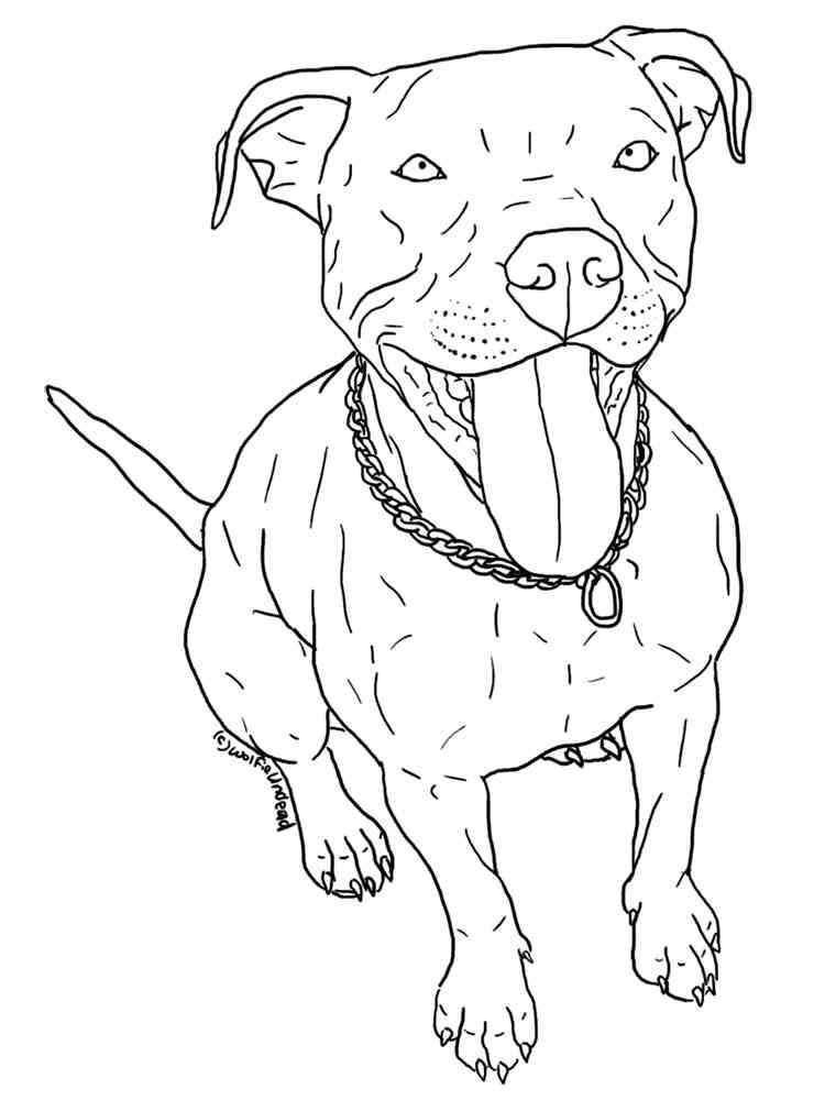 Realistic Pitbull coloring page