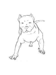 Pitbull Dog coloring page