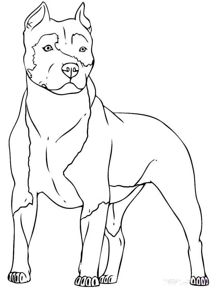 American Pitbull Terrier coloring page